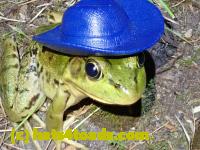 /home//u458753944/public_html/sourcegallery//Frogs/More bullfrogs/P8170158.JPG